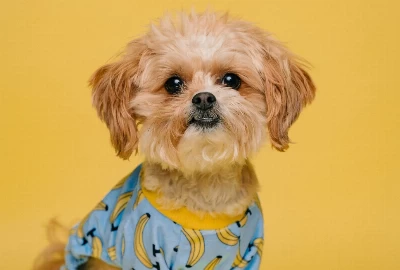 Discover the Best Pet-Friendly Cabins in Gatlinburg: Top 7 Picks