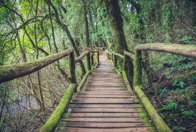 The Guide To Canopy Tours: A Must Gatlinburg Things To to Do