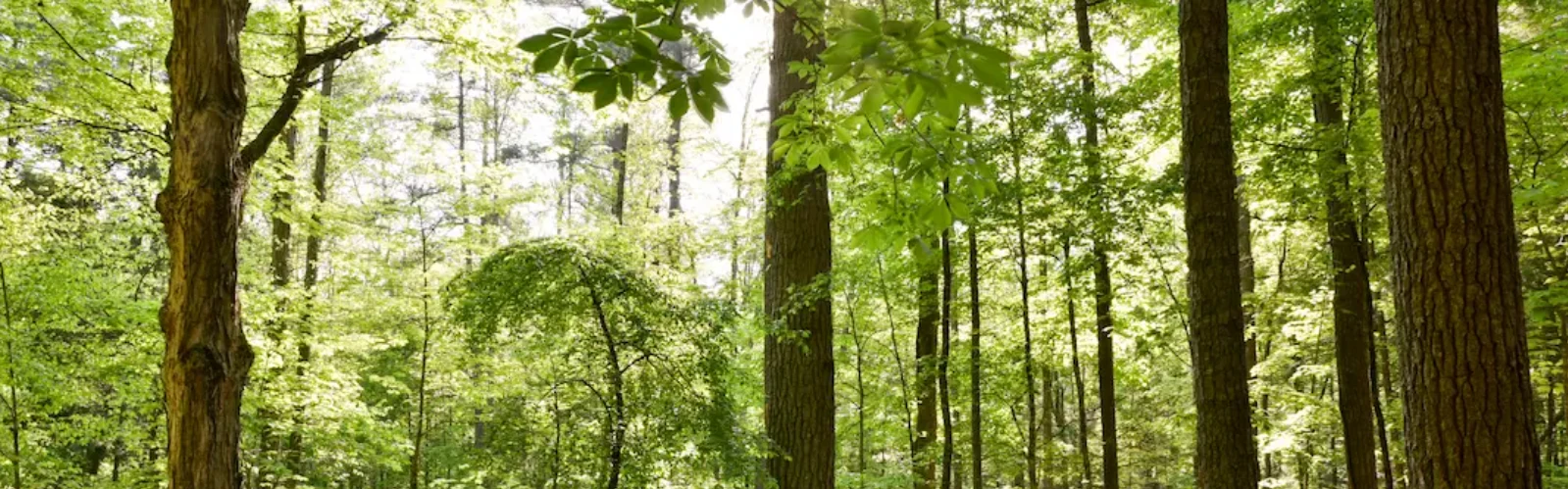 The Prettiest Picnic Views Near Gatlinburg