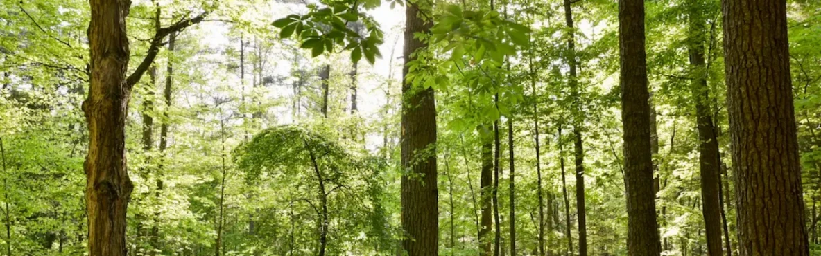 The Prettiest Picnic Views Near Gatlinburg