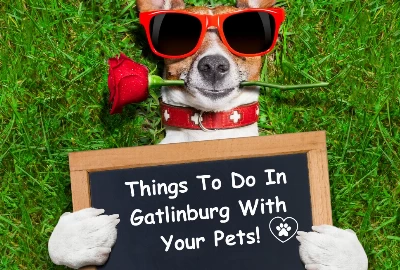 Things To Do In Gatlinburg With Your Pets