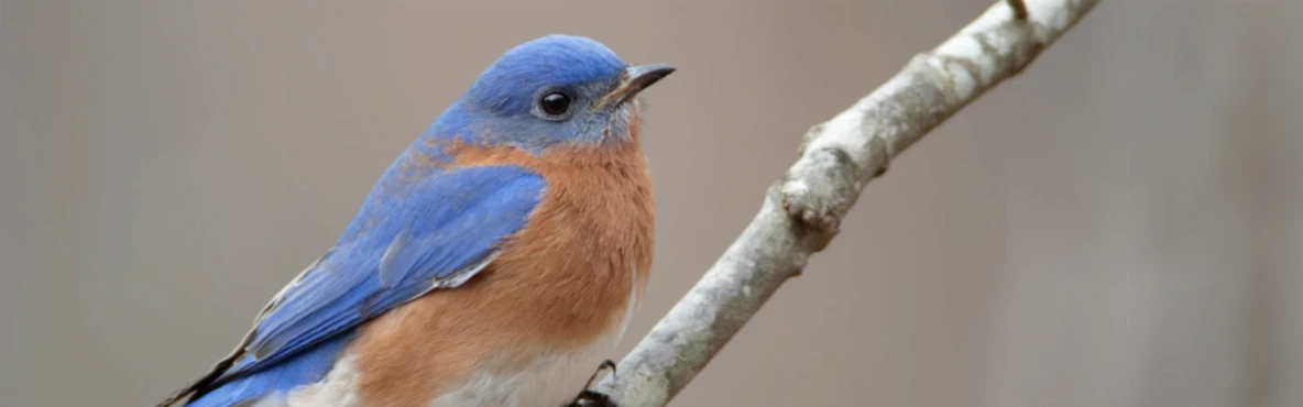 Top Wildlife Viewing Spots in Gatlinburg