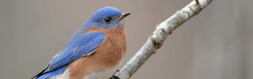 Top Wildlife Viewing Spots in Gatlinburg