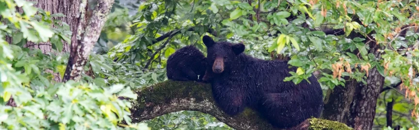 Where to See Black Bears Safely Near Gatlinburg