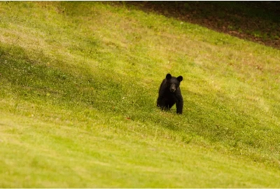 Wild Encounters: A Guide to Petting Zoo In Gatlinburg TN 