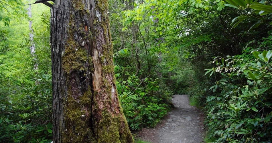 Best Sunrise Spots in Gatlinburg