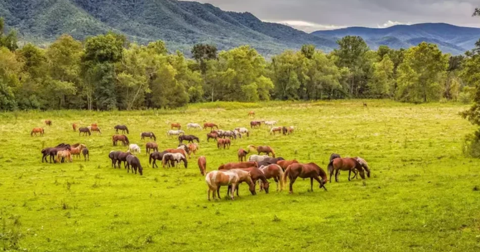 Where to Go When You Want a Break From Gatlinburg