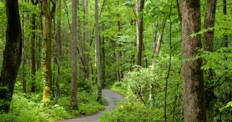  Best Things to Do Near Mynatt Park in Gatlinburg