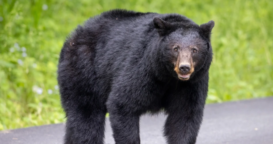 Where to See Black Bears Safely Near Gatlinburg