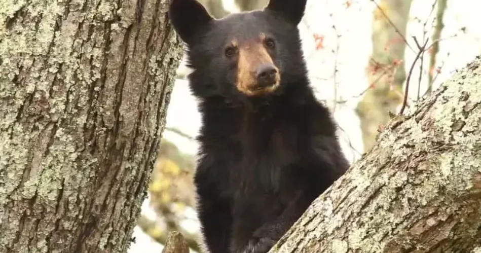 Where to See Black Bears Safely Near Gatlinburg