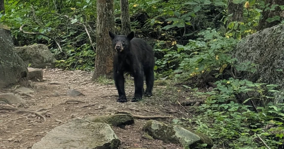 Where to See Black Bears Safely Near Gatlinburg