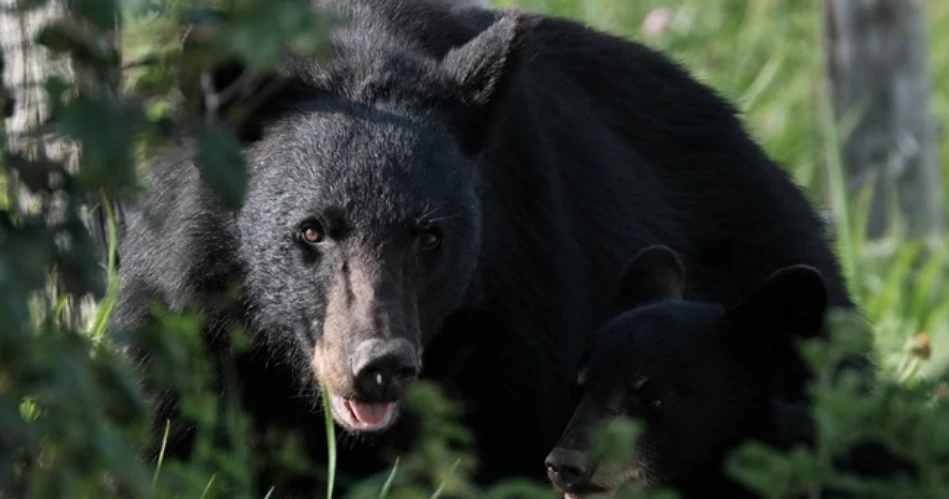 Where to See Black Bears Safely Near Gatlinburg
