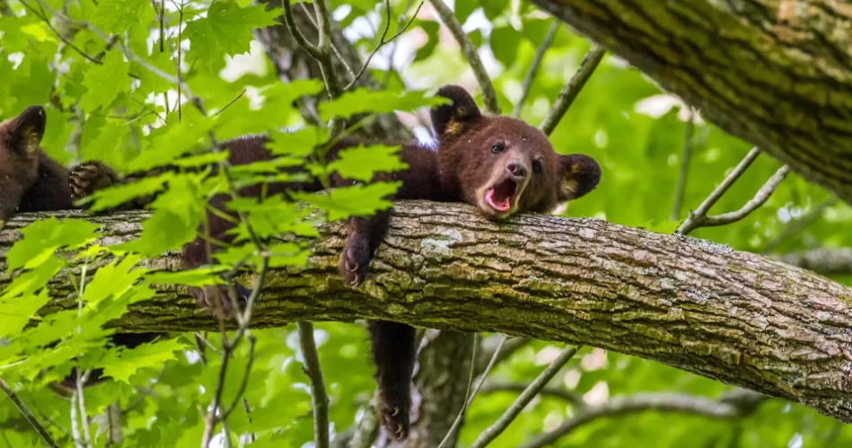 Where to See Black Bears Safely Near Gatlinburg