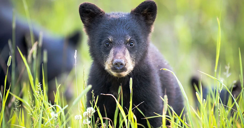 Where to See Black Bears Safely Near Gatlinburg