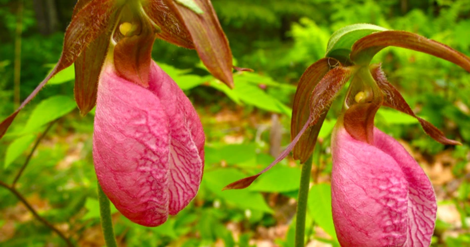 Where to See Wildflowers Around Gatlinburg Throughout the Year