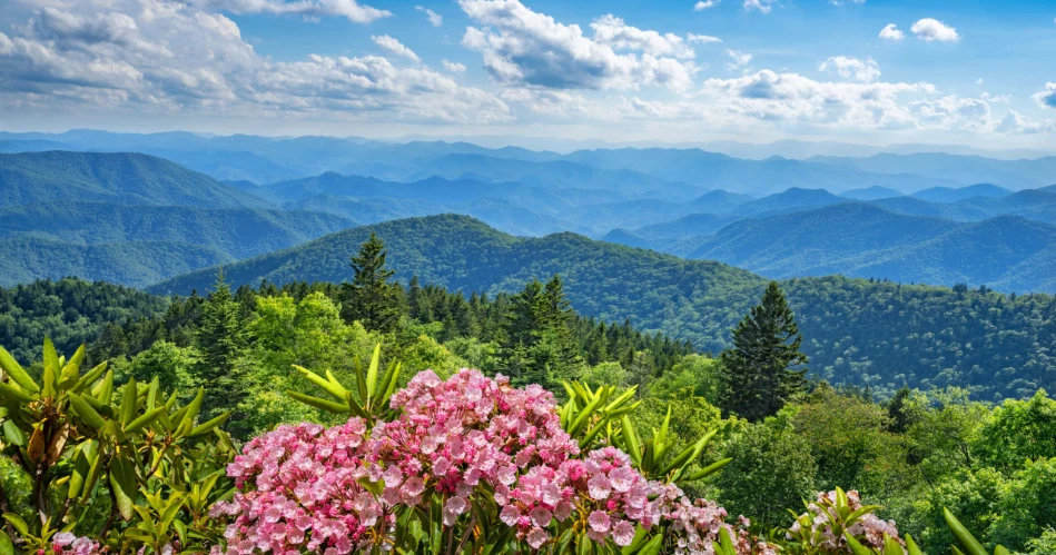 Where to See Wildflowers Around Gatlinburg Throughout the Year