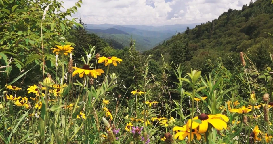 Where to See Wildflowers Around Gatlinburg Throughout the Year