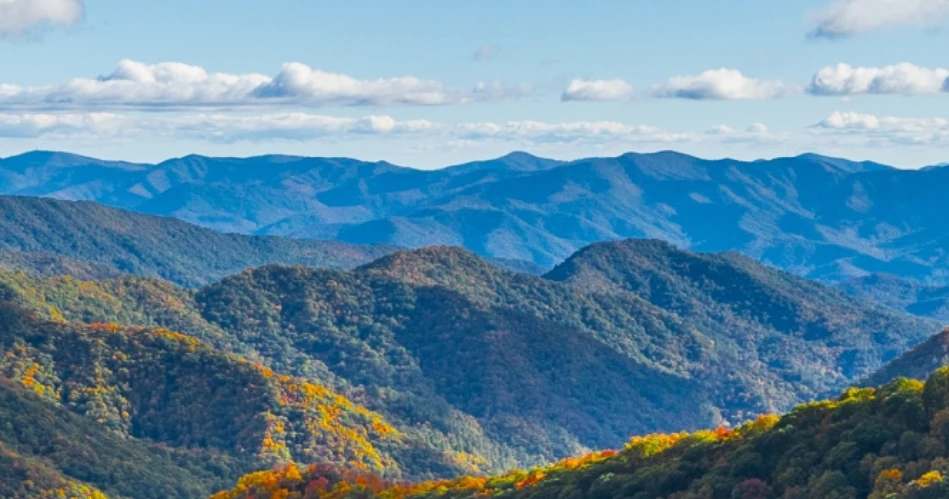Where to See Wildflowers Around Gatlinburg Throughout the Year
