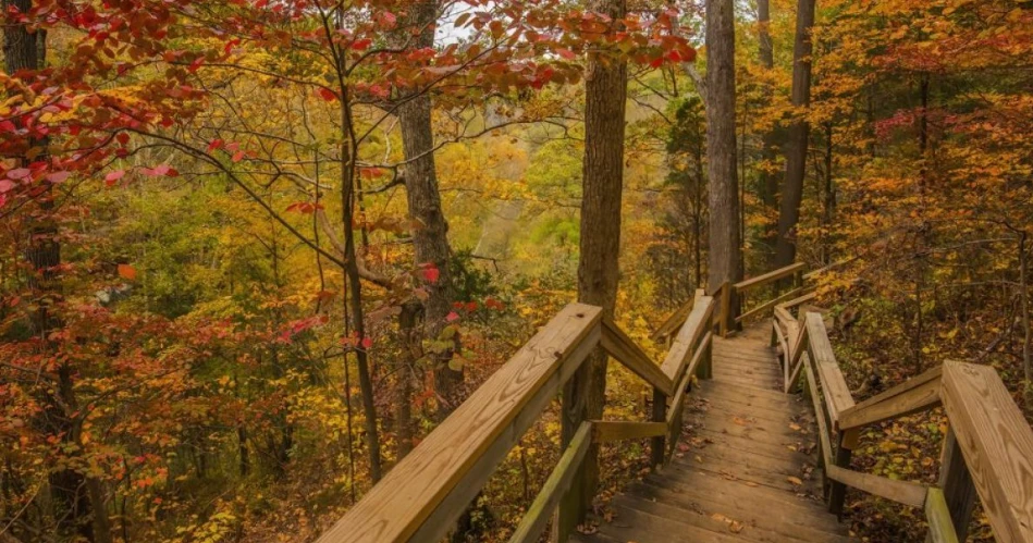 Where to See Wildflowers Around Gatlinburg Throughout the Year