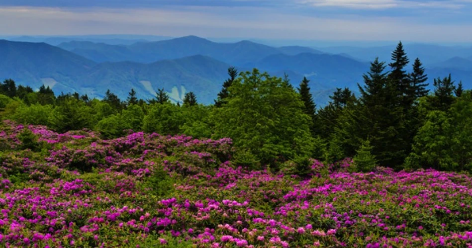 Where to See Wildflowers Around Gatlinburg Throughout the Year