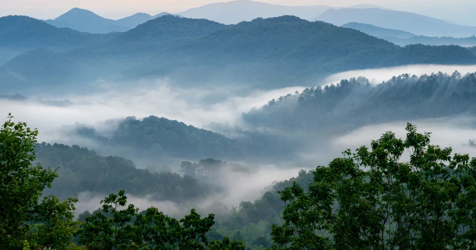 Where to See Wildflowers Around Gatlinburg Throughout the Year