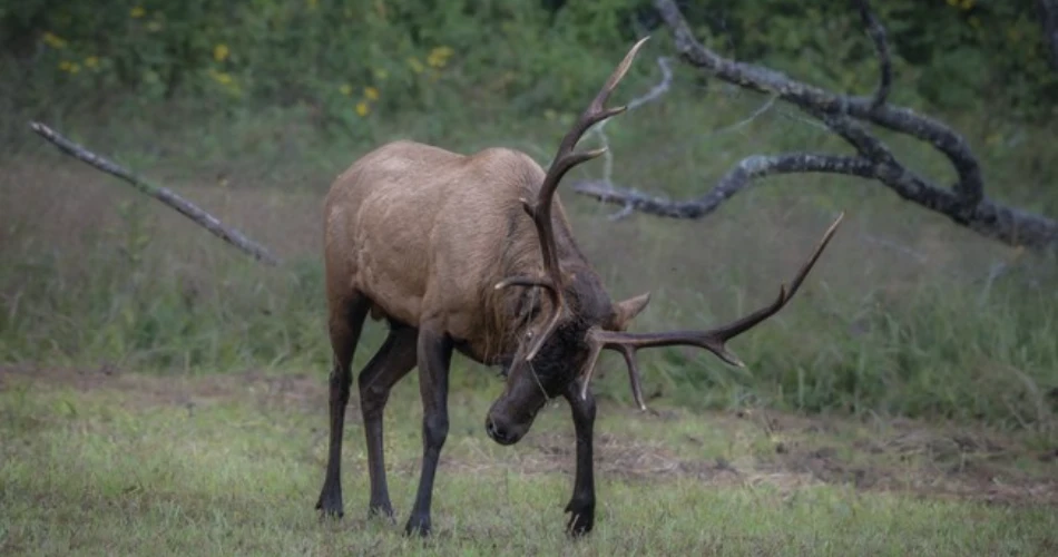 Top Wildlife Viewing Spots in Gatlinburg