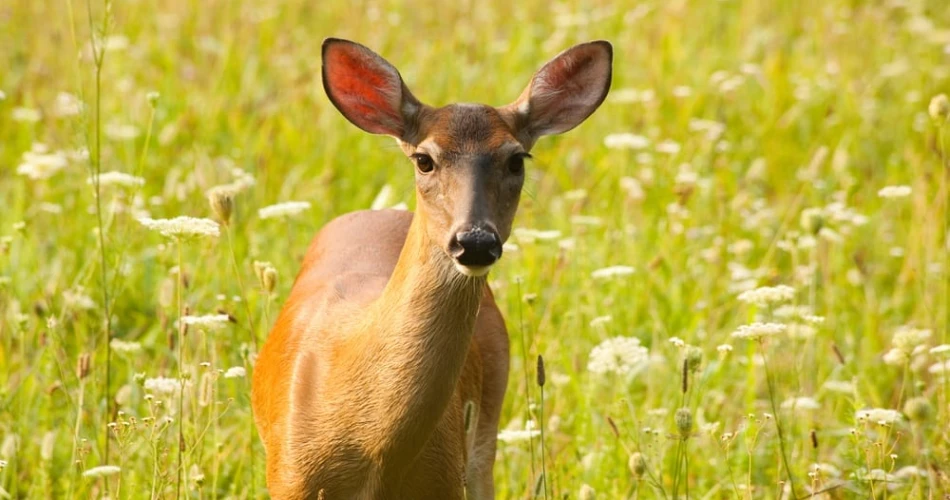 Top Wildlife Viewing Spots in Gatlinburg