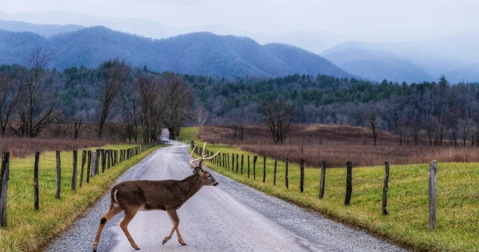 Top Wildlife Viewing Spots in Gatlinburg