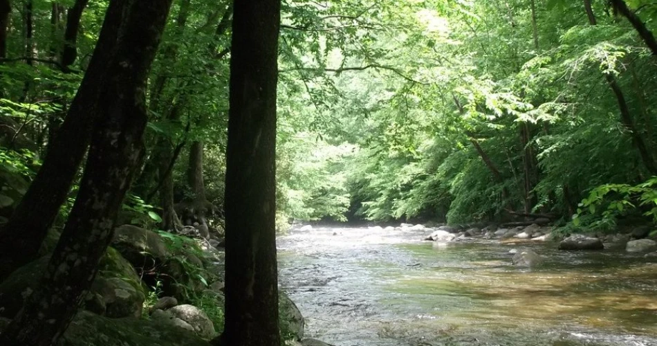 Beautiful Walking Trails Around Gatlinburg for a Relaxing Day Outdoors