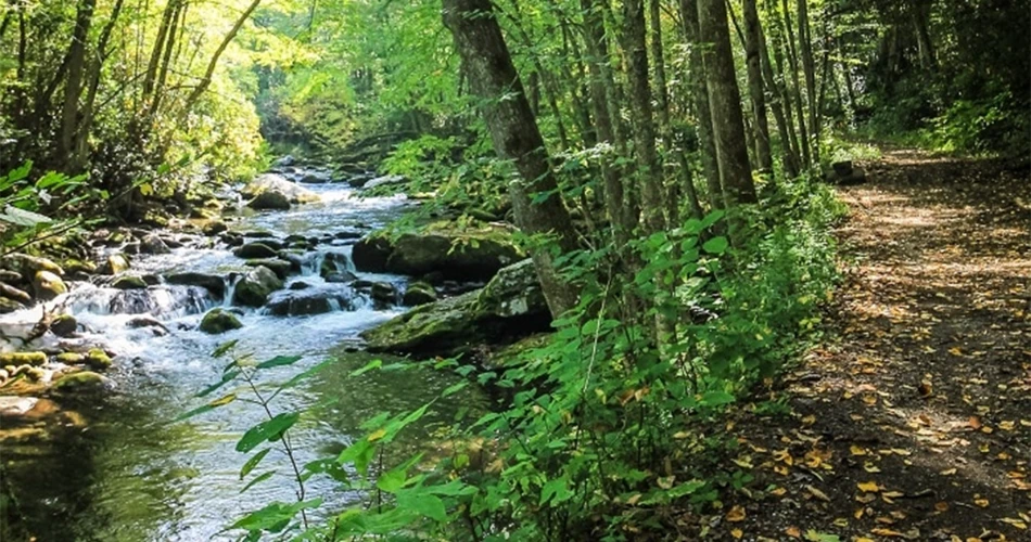 Beautiful Walking Trails Around Gatlinburg for a Relaxing Day Outdoors