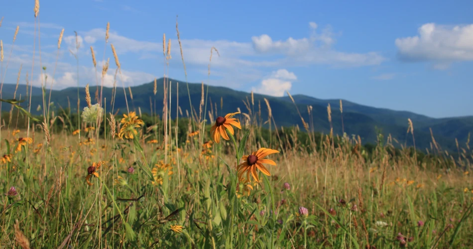 Best Scenic Spots to Visit Around Gatlinburg for Mountain Views and Memorable Drives