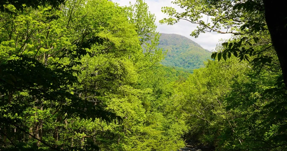 A Slower Way to Experience Gatlinburg