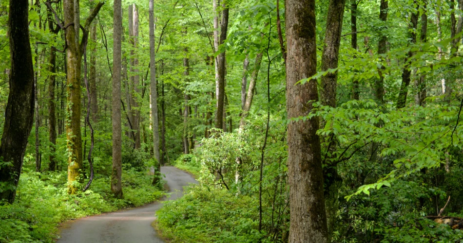 Where to Enjoy the Natural Beauty of Gatlinburg