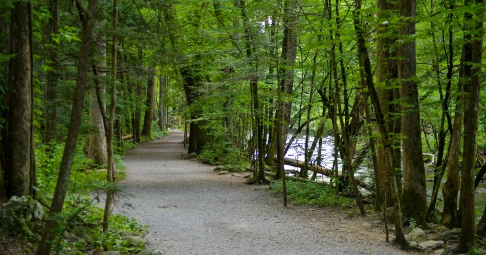 Best Short Hikes Around Gatlinburg