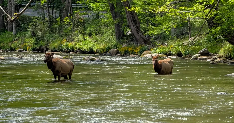 Best Short Hikes Around Gatlinburg
