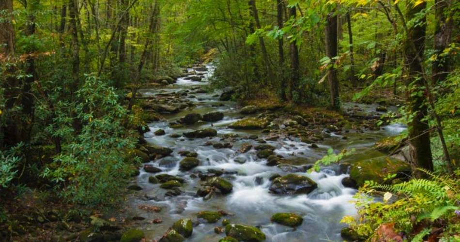 Scenic Hiking Trails to Explore Near Gatlinburg