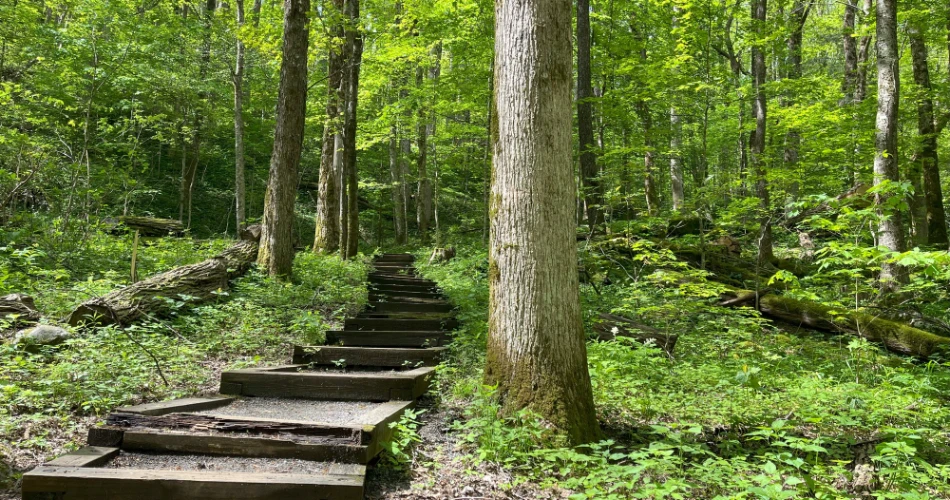 Beautiful Trails Near Gatlinburg for First-Time Hikers