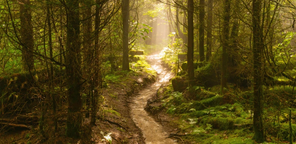 Hiking Near Gatlinburg When You Only Have a Few Hours