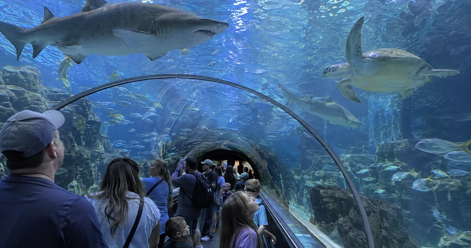 What to See First When You Arrive in Gatlinburg
