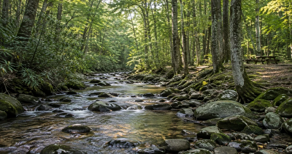 Where to Go When Downtown Gatlinburg Starts Feeling Too Busy