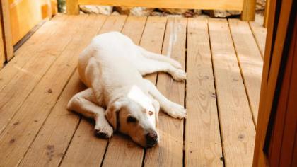 The Mulberry in Treehouse Grove at Norton Creek - image 28